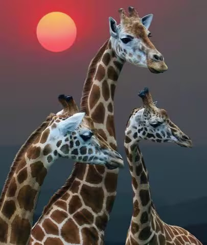 Giraffe-Family-Portrait