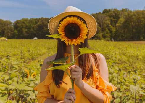 Sunflower-Face