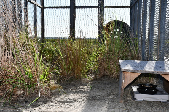 Inside a mobile aviary with grass and sand mimicking the prarie environment and food and water for pre-release birds.