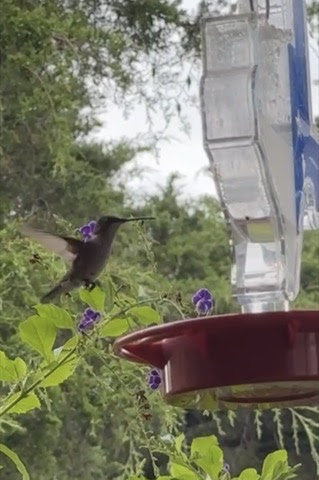 Hummingbird-Female-7-22-24