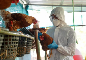 La amenaza de la gripe aviar y la carrera por nuevas vacunas