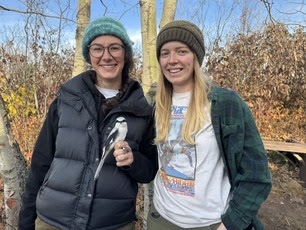 Banding Apprentices Jess and Sarah with Northern Shrike Oct 24