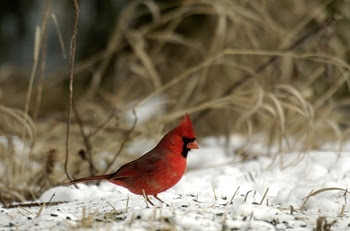 a male cardinal, with bright red body, black face and short orange beak, stands on snowy ground amid dry, pale grasses