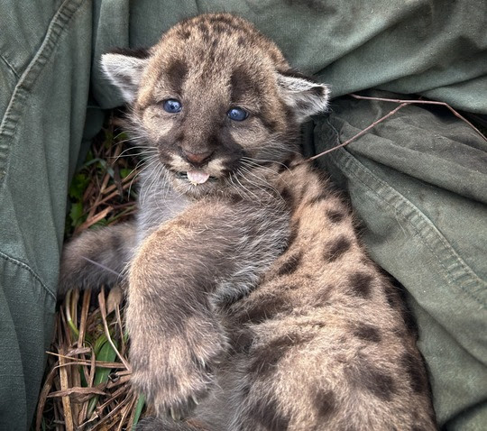 Florida panther kitten