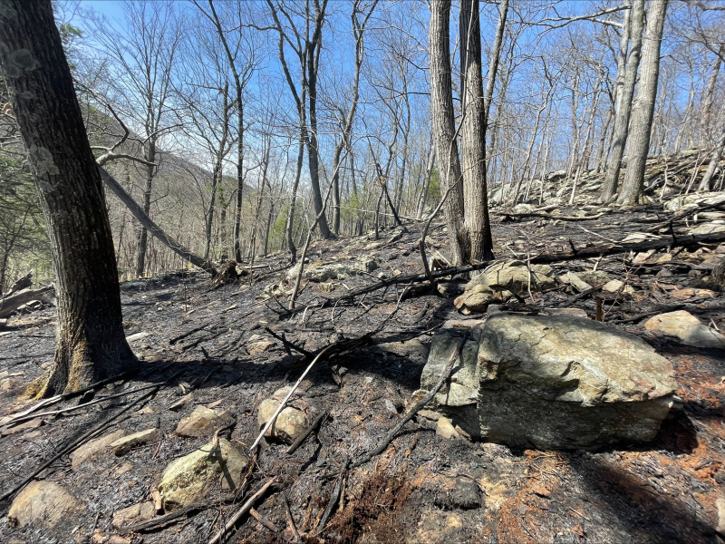 Wooded area after smoke and fire were cleared