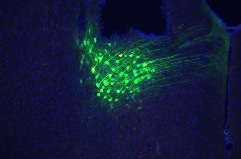 Neuroscientists discover how the brain slows anxious breathing