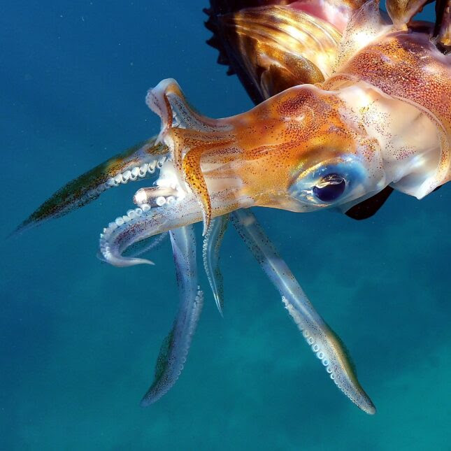 An orange squid, showing a side of its eye, swims in clear teal water -- coverage from STAT