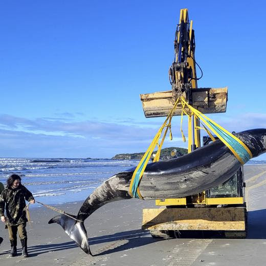 In this photo provided by the Department of Conservation rangers Jim Fyfe and T?mai Cassidy walk alongside what is believed to be a rare spade-toothed whale, on July 5, 2024, after its was found washed ashore on a beach near Otago, New Zealand. (Department of Conservation via AP)