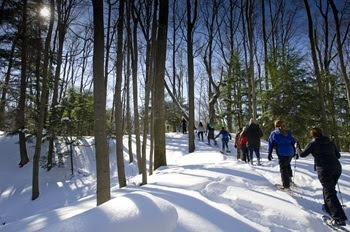 A small group of men and women snowshoe single-file up a snowy path through the forest, with bright sunlight filtering through trees