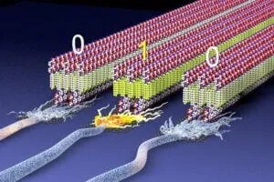 This illustration shows a future vision of assemblies of molecules formed by peptides and miniature molecular segments from a plastic material to create ferroelectric structures that switch polarity to store digital information or signal neurons.