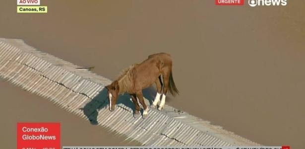 O cavalo Caramelo, quando estava ilhado sobre telhado, em Canoas (RS)