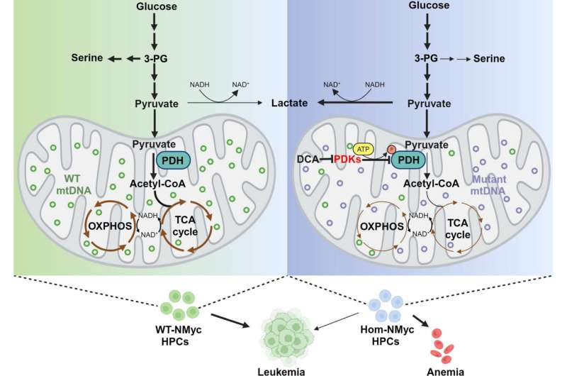 Mitochondrial DNA plays an underappreciated role in leukemia development