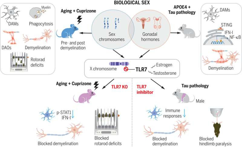 Sex differences in neuron protection could reveal Alzheimer's target