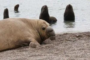 A subadult male elephant seal can be seen near sea lions in October 2024. Subadult elephant seals and sea lions frequently intermingle at rookeries along Península Valdés in Argentina. Close contact between pinniped species may have facilitated the spread of HPAI in 2023.