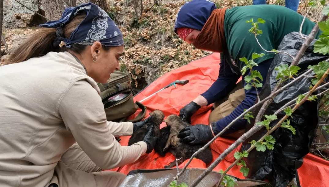 Arizona, New Mexico: Record Number of Mexican Wolf Pups Fostered into NM and AZ?