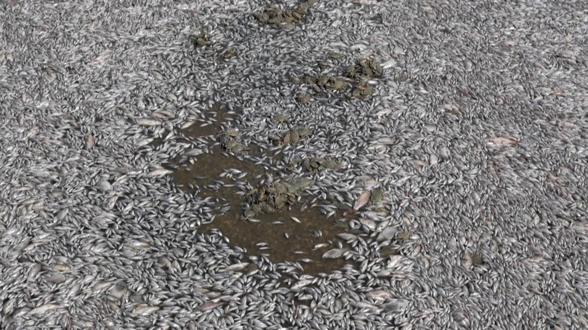 Grèce : pourquoi le port de Volos est-il envahi de poissons morts ?