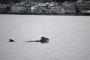 Killer whale carrying calf in Puget Sound