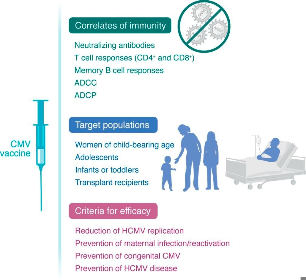 Schematic of the types of immunity, target population, and endpoints for efficacy of a CMV vaccine.