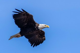 Bald Eagle_Rolley-1