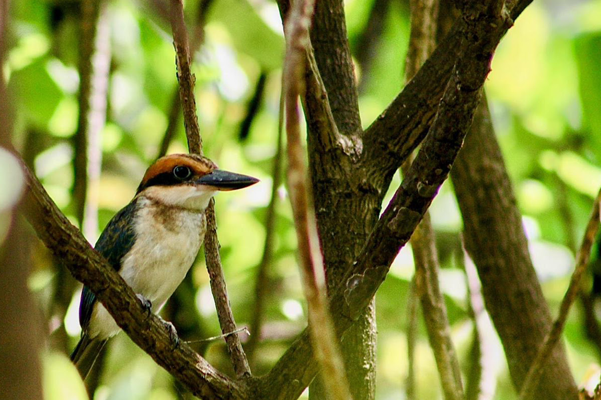 A male sihek, or Guam kingfisher. © Mollie Ginther/TNC © undefined