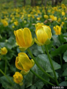 An infestation of lesser celandine, here with petals closed, along a floodplain.