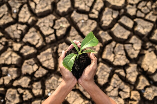 Photo gratuite les garçons sont debout, tenant les plants sont dans la terre sèche dans un monde en réchauffement.