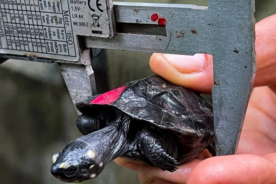 A baby Black Marsh Turtle, successfully hatched for the first time in Cambodia from turtles rescued from a black market, is measured to check its health and growth at the Angkor Centre for Conservation of Biodiversity (ACCB), in Siem Reap province, Cambodia, July 16, 2024.