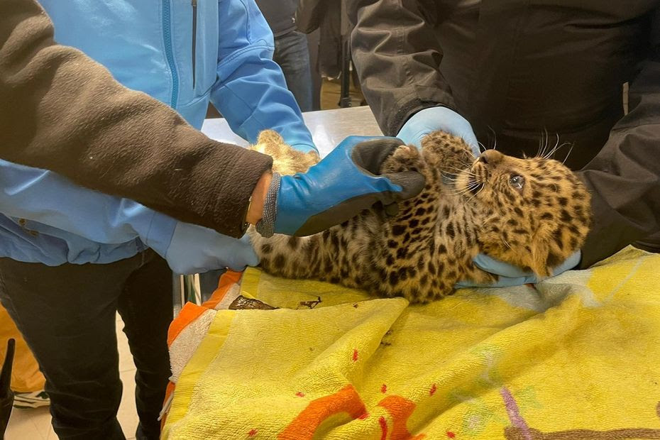 VIDEO. Fin du suspense : on sait si le bébé panthère de l’amour né en Auvergne est un mâle ou une femelle