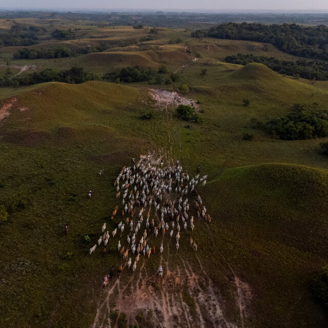 An aerial view looking down on a herd of cattle moving through the bumpy hills of an area of Colombia near the Manacacías River.