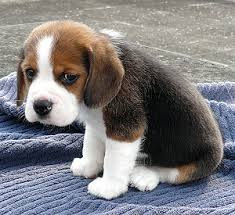 The sad puppy photo.