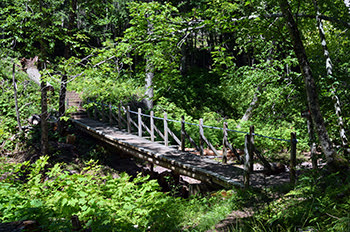 A wooden bridge along a trail in a lush, green forest in the Porcupine Mountains is shown.