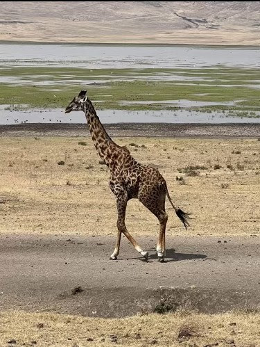 Giraffe-Amy-s-friend-in-Africa1