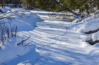 A curving line of animal tracks crosses snow-covered ice in a sunlit, forested area