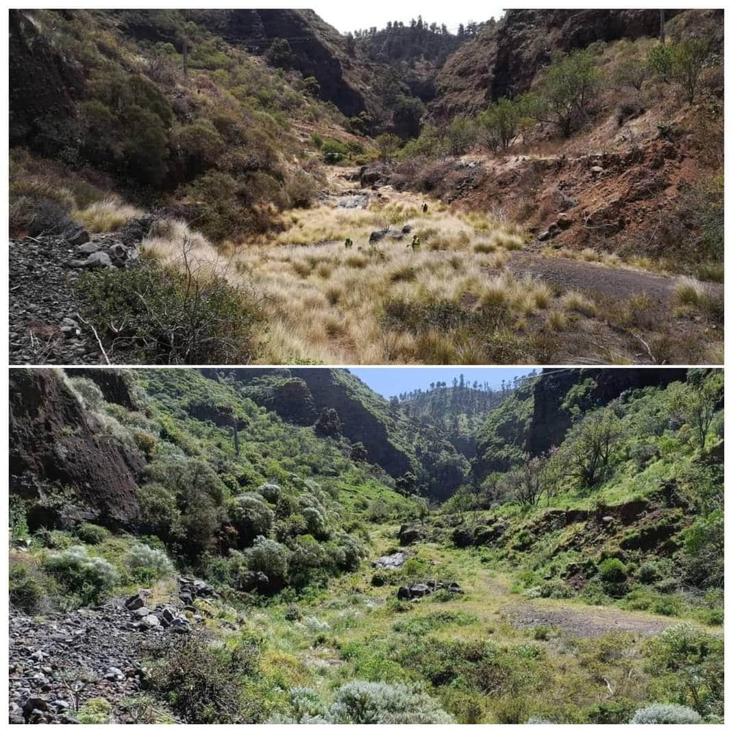 Alertan de la amenaza que suponen las especies exóticas invasoras para la biodiversidad autóctona canaria