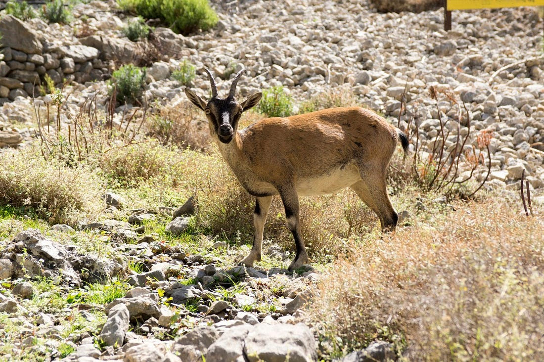 Kretische Ziege oder Steinbock Cretan goat or ibex