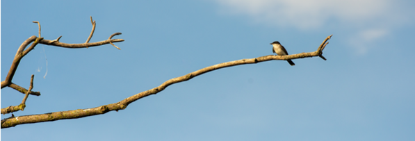 An eastern kingbird perches atop the long branch of a dead tree.