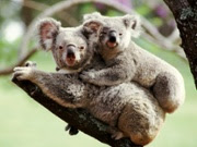 Researchers find thriving koala population with drones