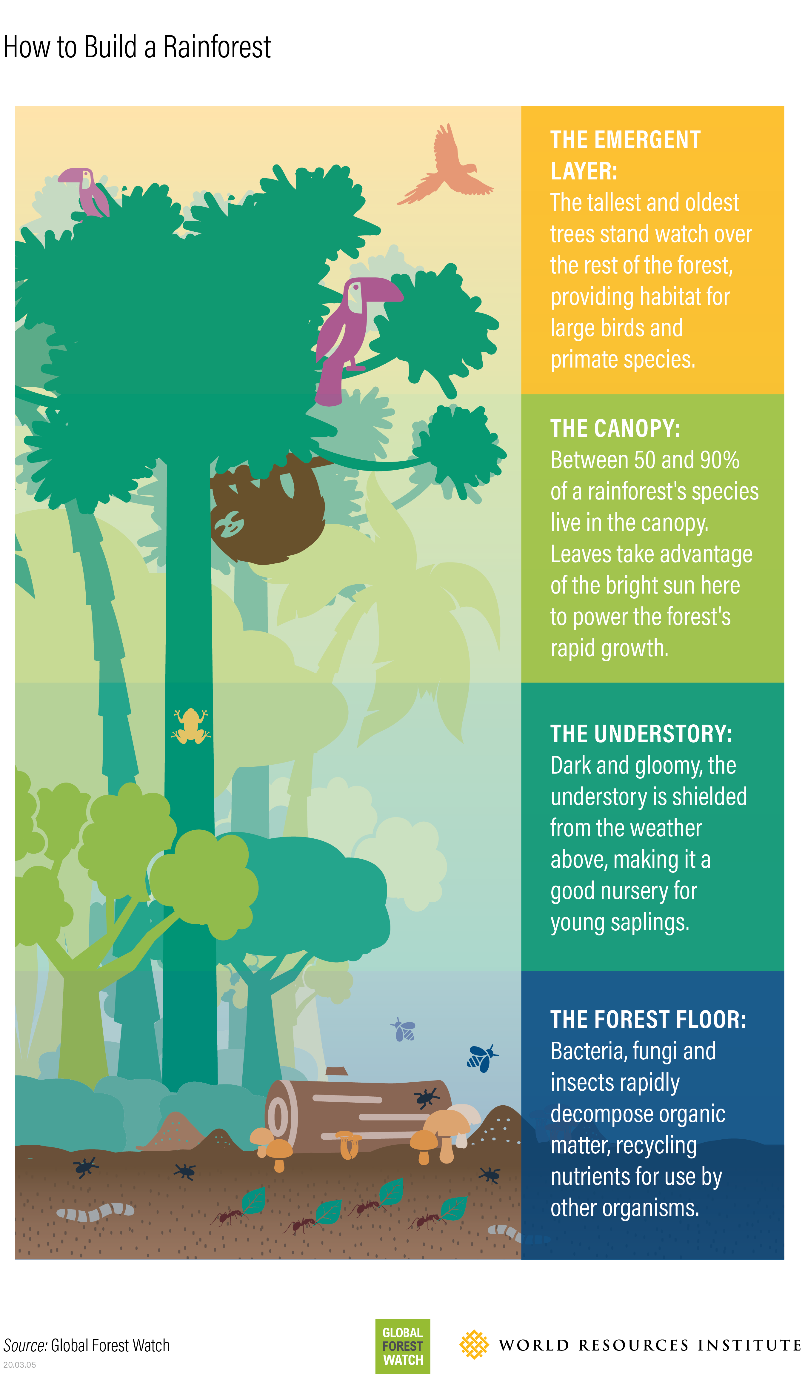 Layers of the tropical rainforest. Rainforest Ecology.