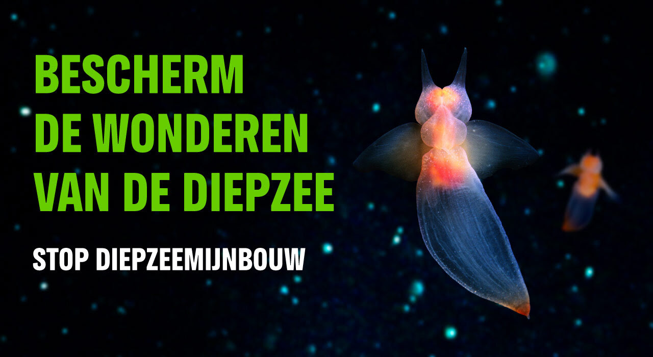 Mysterieuze en prachtige dieren leven in onze diepzee waar we nog heel weinig over weten