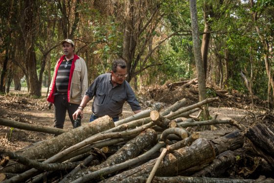 Un jugoso proyecto tiene al Jardín Botánico de Naguanagua amenazado de ecocidio