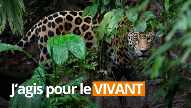 J'agis pour le vivant - WWF