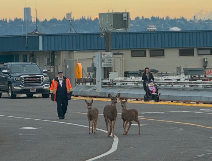 Three deer on a road with a person in an orange safety jacket behind them