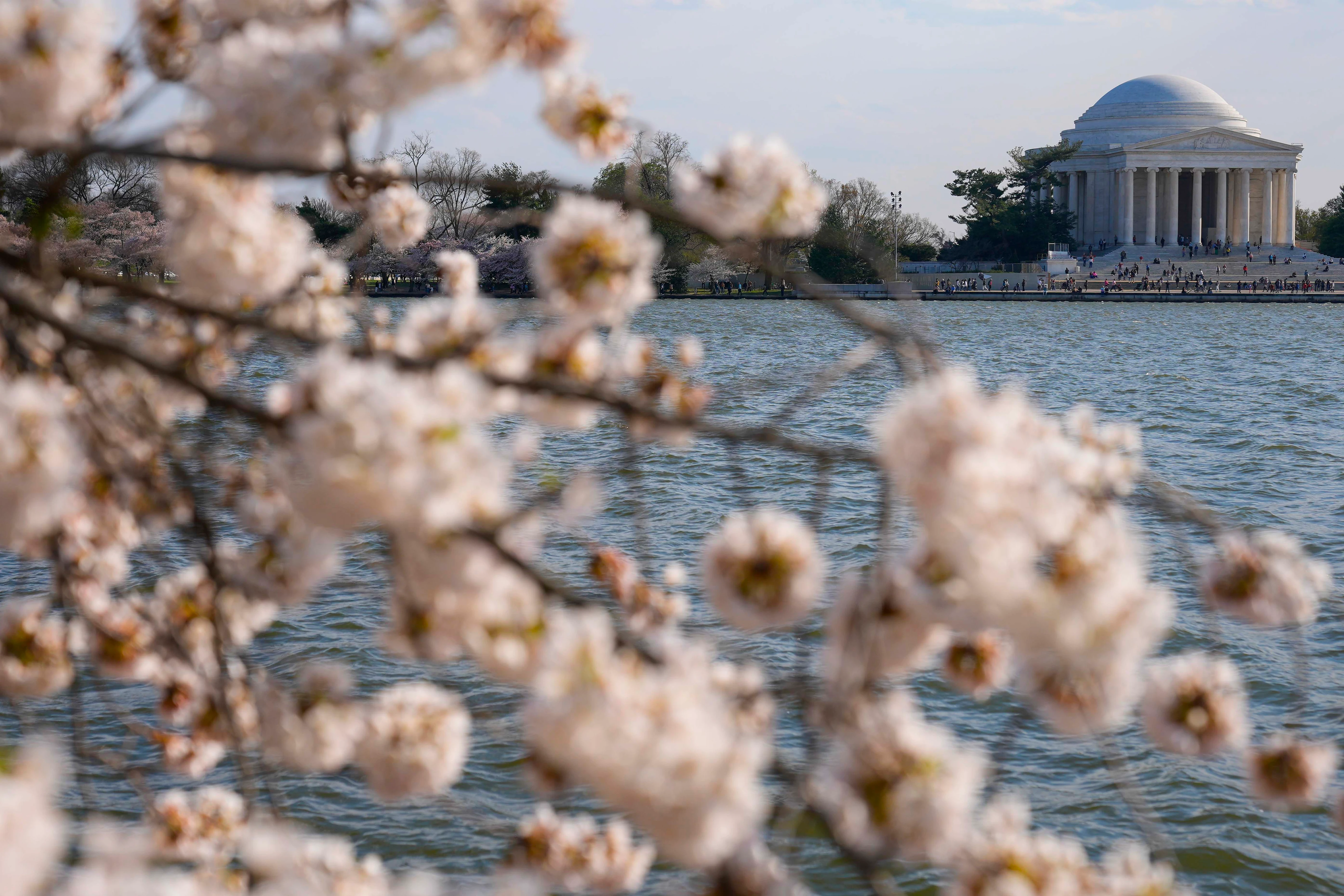 The Jefferson Memorial is visible as cherry trees enter peak bloom.