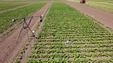 Sugar Beet Root Model in a Field Trial