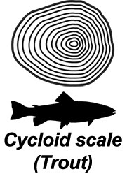 Cycloid scale (trout)