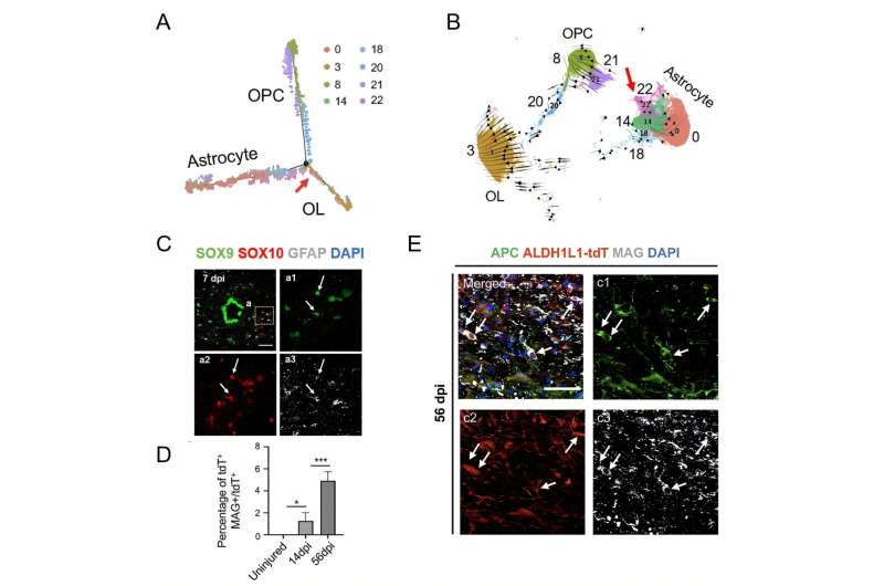 Study unveils differential lineage plasticity of ependymal cells and astrocytes in spinal cord injury repair