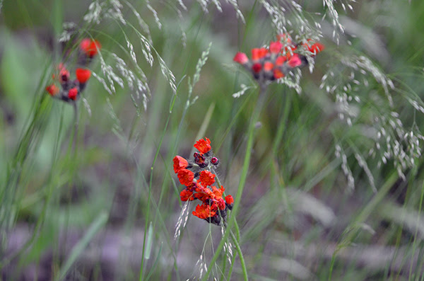 A field of summer grasses and blooming red hawkweed is shown from the Upper Peninsula.