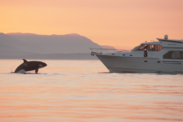 Still frame from video recording of recreational vessel approaching a killer whale as it breaches the water