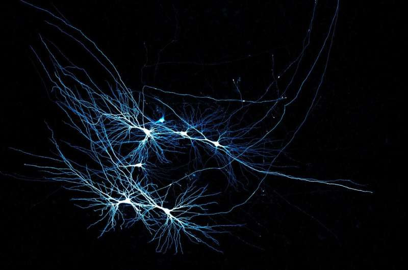 The distinct nerve wiring of human memory