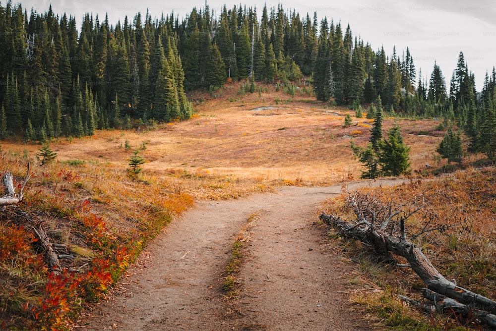 Un chemin de terre au milieu d’une forêt